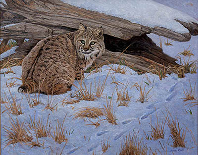 ./Reid_Patterns__Spots_and_Tracks_400_px_copy_1772849433766